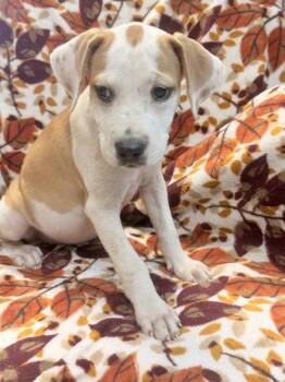Rosey -  Pit Bull Terrier Dog for Adoption in Mobile, Alabama - Rosey | PetCurious