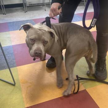 Pit Bull Terrier Dogs Available for Adoption in Philadelphia, Pennsylvania - Striker | PetCurious