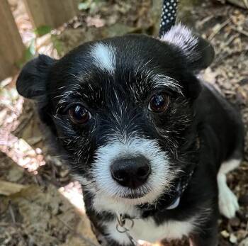 Millicent -  Chihuahua and Terrier Dog for Adoption in Cumming, Georgia - Millicent | PetCurious