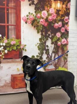 Pit Bull Terrier and Labrador Retriever Dogs Available for Adoption in San Bernardino, California - JOJO | PetCurious