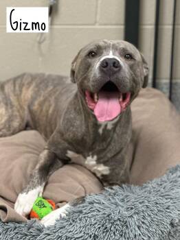 Rescue American Staffordshire Terrier Dogs for Adoption in Valparaiso, Indiana - Gizmo | PetCurious