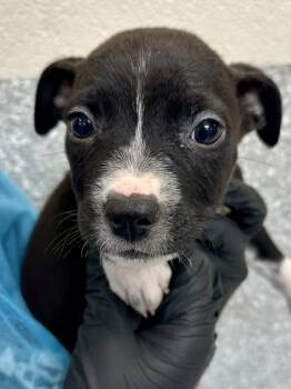 Chanterelle -  Mixed Breed Dog for Adoption in Wichita, Kansas - Chanterelle | PetCurious