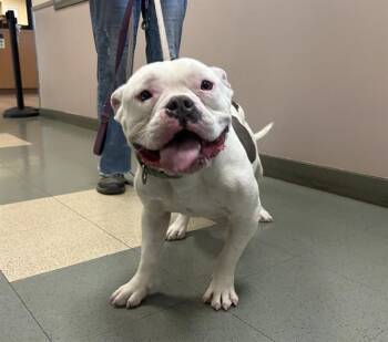 BUCKEYE -  American Bulldog and Mixed Breed Dog for Adoption in Martinez, California - BUCKEYE | PetCurious