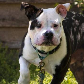 American Staffordshire Terrier Dogs Available for Adoption in Lynchburg, Virginia - Spot | PetCurious