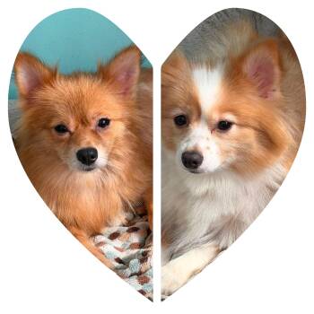 Mavis and Abagail -  Pomeranian Dog for Adoption - Mavis And Abagail | PetCurious
