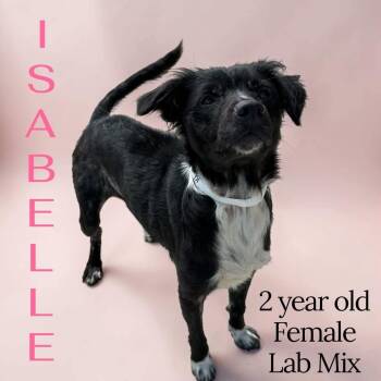 Isabelle -  Labrador Retriever Dog for Adoption in Newport, Kentucky - Isabelle | PetCurious