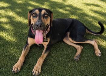 Riley Jane -  Black And Tan Coonhound and American Foxhound Dog for Adoption in Houston, Texas - Riley Jane | PetCurious