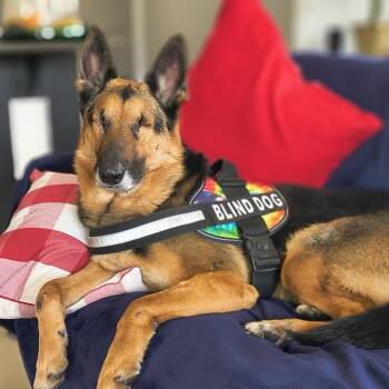 Referral Max Fund Ghost -  German Shepherd Dog Dog for Adoption in Denver, Colorado - Referral Max Fund Ghost | PetCurious