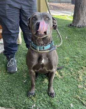 Pit Bull Terrier Dogs Available for Adoption in Phoenix, Oregon - Tiffany  | PetCurious