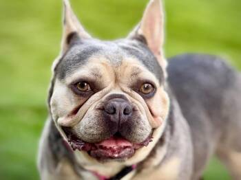 Winnifred -  French Bulldog Dog for Adoption in Brockport, New York - Winnifred | PetCurious