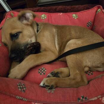 Rockman D71098 -  German Shepherd Dog and Mixed Breed Dog for Adoption in Minnetonka, Minnesota - Rockman D71098 | PetCurious