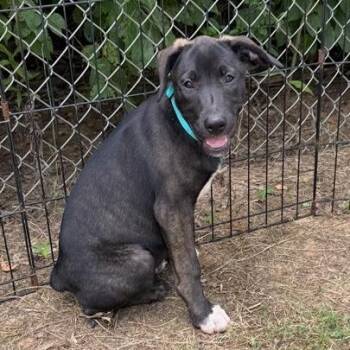Sable -  Mixed Breed Dog for Adoption in Briarcliff Manor, New York - Sable | PetCurious