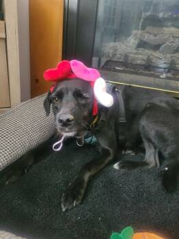 Mixed Breed Dogs Available for Adoption - Aemon | PetCurious