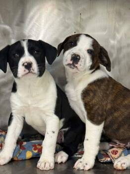 Pit Bull Terrier Dogs Available for Adoption in Othello, Washington - Toyo | PetCurious