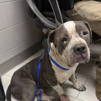 Samson -  Pit Bull Terrier Dog for Adoption in Lufkin, Texas - Samson | PetCurious