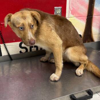 Mixed Breed Dogs Available for Adoption in Lufkin, Texas - Taffy | PetCurious