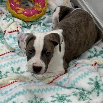 Fuji -  Mixed Breed Dog for Adoption in Greensboro, Georgia - Fuji | PetCurious