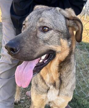 Rescue Shepherd Dogs for Adoption in Llano, Texas - Jasmine | PetCurious