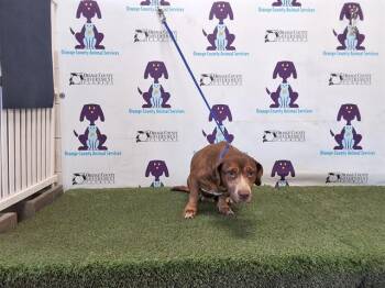 Pit Bull Terrier Dogs Available for Adoption in Orlando, Florida - DAISY | PetCurious