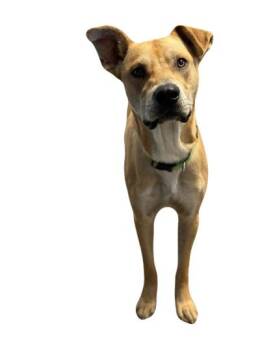 Rescue Pit Bull Terrier Dogs for Adoption in Red Bluff, California - Eugene | PetCurious