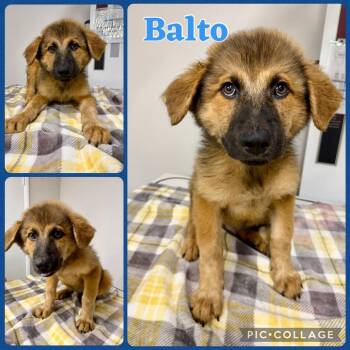 Balto -  Great Pyrenees and Mixed Breed Dog for Adoption in Opelika, Alabama - Balto | PetCurious