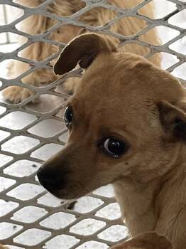 Snickerdoodle - URGNET -  Chihuahua Dog for Adoption in Thousand Oaks, California - Snickerdoodle - URGNET | PetCurious