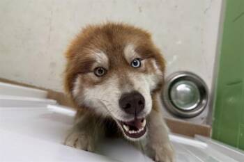 TRAYCE -  Husky and Mixed Breed Dog for Adoption in Omaha, Nebraska - TRAYCE | PetCurious