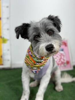Manny-One of our Amazing Rescue Dogs -  Schnauzer and Havanese Dog for Adoption in Carlsbad, California - Manny-One Of Our Amazing Rescue Dogs | PetCurious