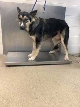 Rescue Husky and German Shepherd Dog Dogs for Adoption in Fort Worth, Texas - 59640755 | PetCurious