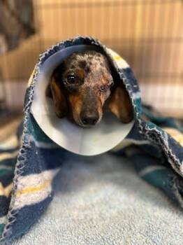 Earl -  Miniature Dachshund Dog for Adoption in Marshall, Texas - Earl | PetCurious