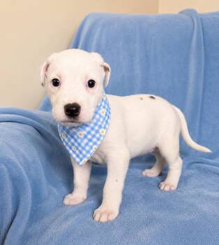 Labrador Retriever Dogs Available for Adoption in Lafayette, Louisiana - Mozzarella | PetCurious