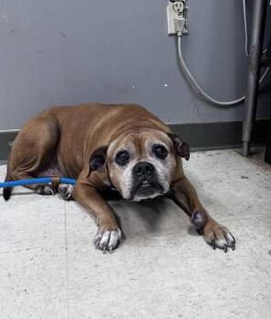 Boxer and Mixed Breed Dogs Available for Adoption - Baby Boots | PetCurious