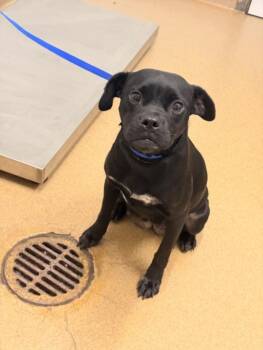 SATURN -  Pit Bull Terrier Dog for Adoption in Hayward, California - SATURN | PetCurious