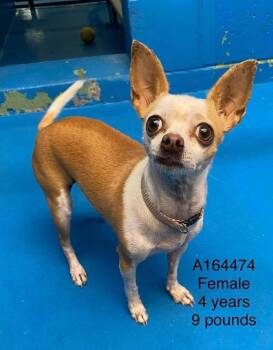 Chihuahua Dogs Available for Adoption - Karem | PetCurious