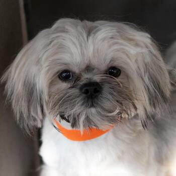 Maltese and Shih Tzu Dogs Available for Adoption - Huxley (JA26-54) | PetCurious