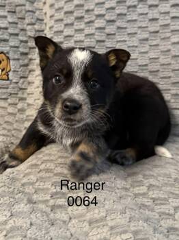 Shepherd Dogs Available for Adoption in Hop Bottom, Pennsylvania - Ranger | PetCurious