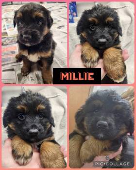 Australian Shepherd and Standard Poodle Dogs Available for Adoption - Millie | PetCurious