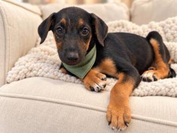 Raven Spooky Sir Snuggles -  German Shepherd Dog and Doberman Pinscher Dog for Adoption in Friendswood, Texas - Raven Spooky Sir Snuggles | PetCurious