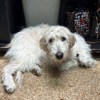 Standard Poodle and Great Pyrenees Dogs Available for Adoption in Chehalis, Washington - Cosmo | PetCurious
