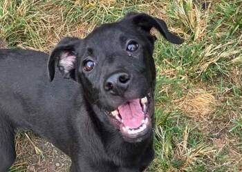Lorelai -  Terrier and Hound Dog for Adoption in Anniston, Alabama - Lorelai | PetCurious