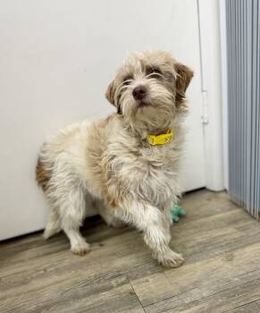 Maltese Dogs Available for Adoption in Sonora, California - Freida | PetCurious