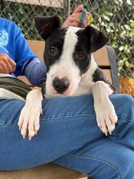 RAYNA -  Terrier Dog for Adoption in Fort Myers, Florida - RAYNA | PetCurious