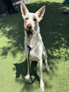 German Shepherd Dog and Mixed Breed Dogs Available for Adoption in San Jose, California - SELENA | PetCurious