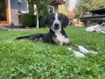 John -  Border Collie and Labrador Retriever Dog for Adoption in Bend, Oregon - John | PetCurious