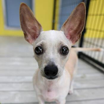 Chihuahua and Mixed Breed Dogs Available for Adoption in Bradenton, Florida - Shorty | PetCurious