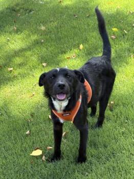 Apollo -  Jack Russell Terrier and Flat Coated Retriever Dog for Adoption in Atlanta, Georgia - Apollo | PetCurious