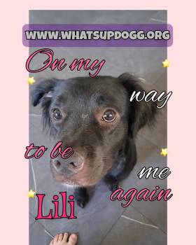 Lili -  Australian Shepherd Dog for Adoption in Fremont, Ohio - Lili | PetCurious