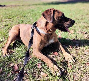 Mountain Cur and Rhodesian Ridgeback Dogs Available for Adoption - Blue Eyes-Shy And Sweet | PetCurious