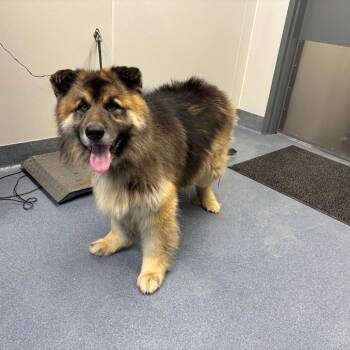 Ash -  German Shepherd Dog and Mixed Breed Dog for Adoption in Saint Joseph, Missouri - Ash | PetCurious