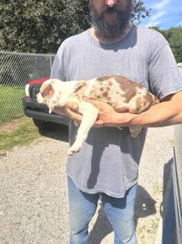Henry -  Border Collie and Cattle Dog Dog for Adoption in Lawrenceburg, Tennessee - Henry | PetCurious